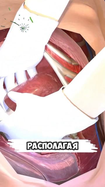Как делают пересадку печени?🤯😱 #факты #медицина
