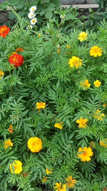 Бархатцы... смотреть онлайн