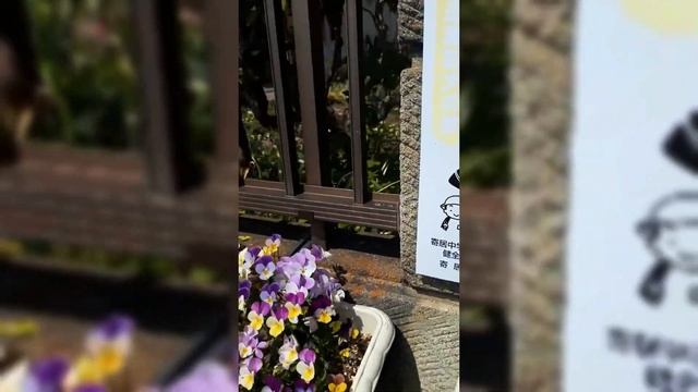Цветет КАМЕЛИЯ в Японии! (видео моей подписчицы) смотреть онлайн