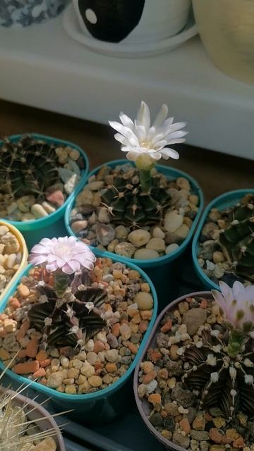 Цветущая поляна кактусов🌵🌺#cactus #кактус #flowers #весна смотреть онлайн