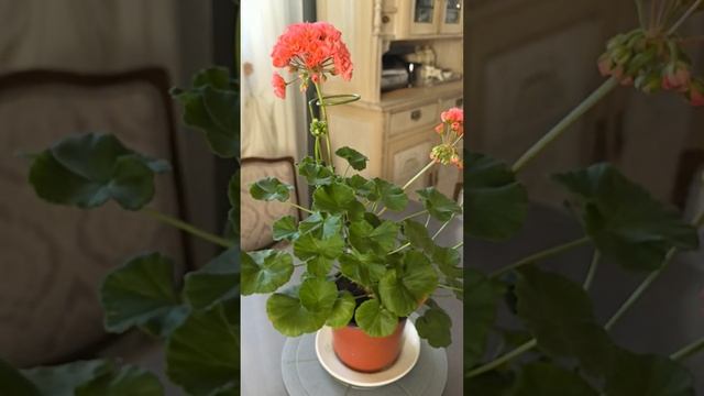 ЕС_Гелиодор