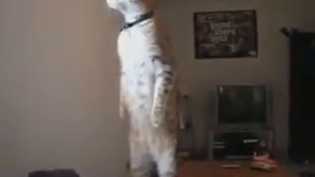 Верный страж смотреть онлайн