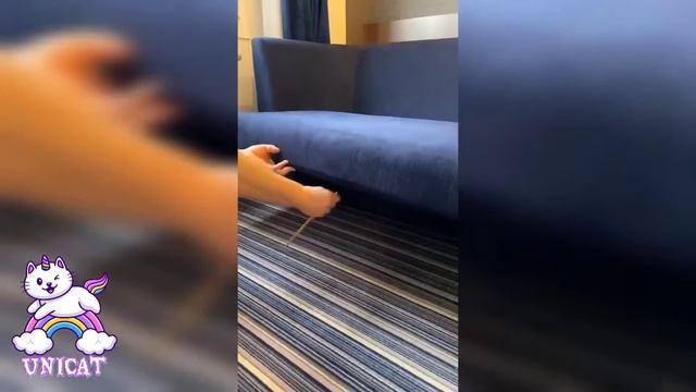 Приколы с животными, смешные моменты, пранки, розыгрыши, юмор. смотреть онлайн
