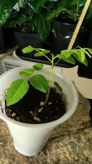 Карамбола/Averrhoa carambola#Plants #растения #flower смотреть онлайн