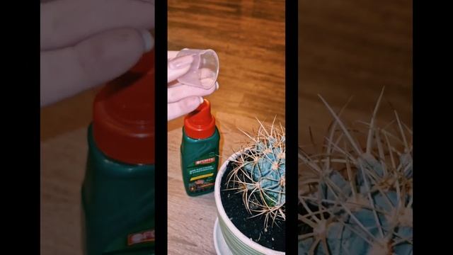 WOW💥УДИВИТЕЛЬНЫЙ ФЕРОКАКТУС В ВАШЕМ ДОМЕ🌵 #суккулент смотреть онлайн