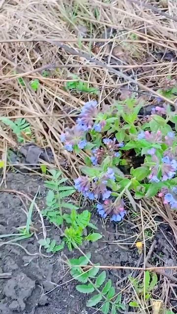 26.04.25 г. Медуница подросла. смотреть онлайн