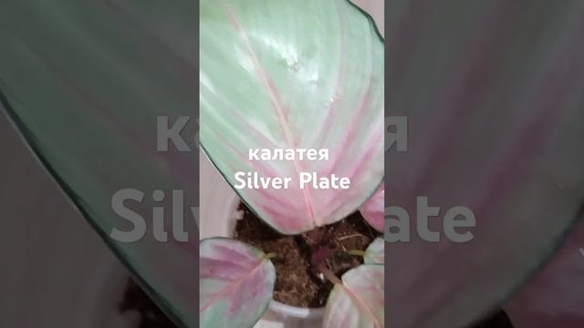 калатея Silver Plate смотреть онлайн