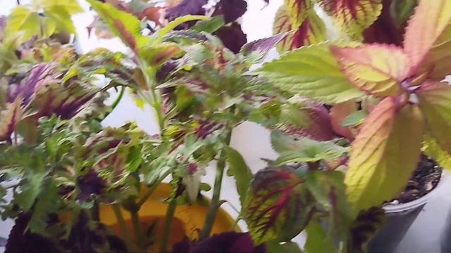 🌿Зимний обзор комнатных растений №3🌿 смотреть онлайн