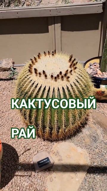 Любителям кактусов посвящается! #кактусы #аризона смотреть онлайн