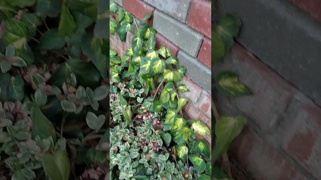 17.11.24 🇺🇦 осінь в квітнику #garden #плющ #барбарис #квітни? смотреть онлайн