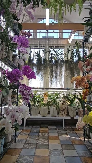 Мир орхидейных чудес 🥰#орхидеи #orchid #оранжерея #greenhouse смотреть онлайн