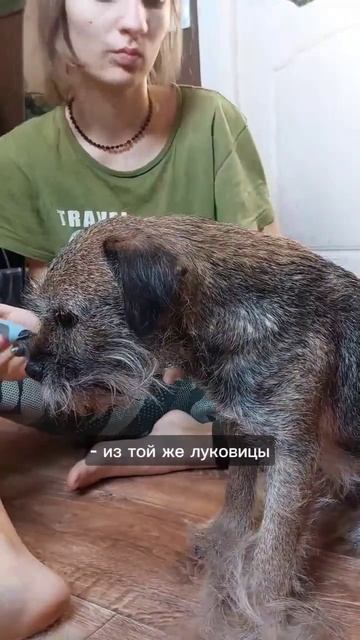 у вас есть домашние питомцы?🐶🐽 #тренды #учёба #собаки смотреть онлайн