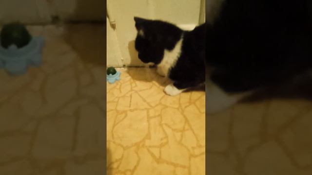 кот катает кошачью мяту по полу смотреть онлайн