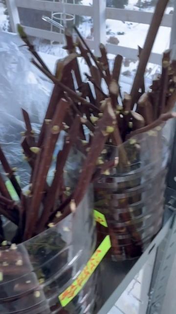 МЕТЕЛЬЧАТАЯ ГОРТЕНЗИЯ УКОРЕНЕНИЕ ЧЕРЕНКОВ #гортензии смотреть онлайн