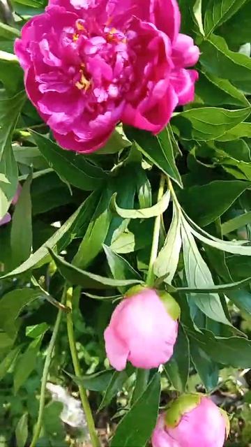 Букет💐 пионов смотреть онлайн