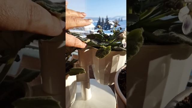 ЗАЦВЕЛИ ФИАЛКИ. КРАСОТА. смотреть онлайн