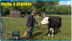 Мы сами себе находим головняк, не так страшен зверь как его рисуют, жизнь в деревне