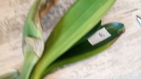 пришеечная гниль, clivia