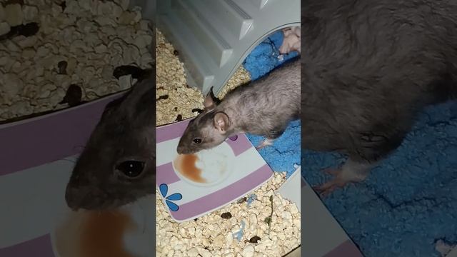 Крысы едят фруктовое пюре смотреть онлайн