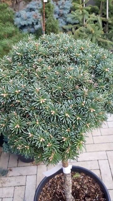 🌲Пихта Сильберкугель | Telegram: https://t.me/love_is_hvoiny_dvorik смотреть онлайн