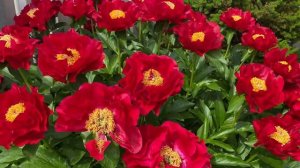 Пион Mackinac Grand - яркое чудо!!!