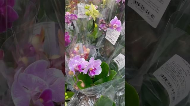 Обзор орхидей Аш, Авиапарк, Москва. смотреть онлайн