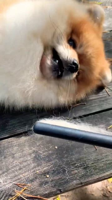 Причёсываюсь 🤭 #trending #dog #hotdog #шпицмишка #шпиц #померанскийщпиц смотреть онлайн
