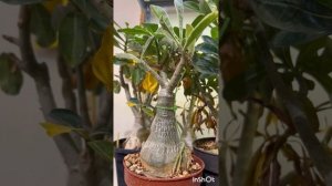 Содержание Адениумов Зимой