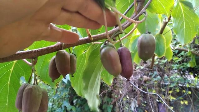 Актинідія аргута "Скарлет Септембер" та "Харді ред" смотреть онлайн