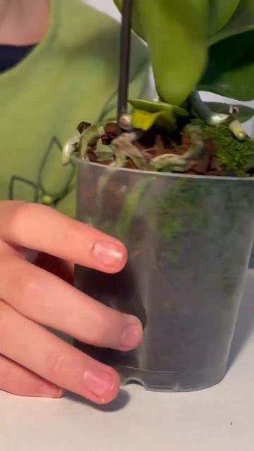 Так выглядит хорошая корневая орхидеи смотреть онлайн