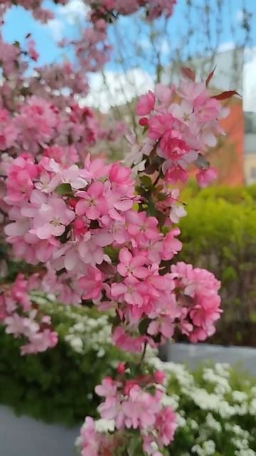 Розовая яблоня у Большого театра смотреть онлайн