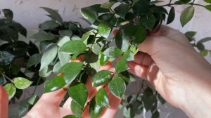 Обзор моих сортов хойя Лакуноза