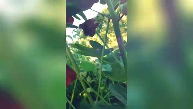 Мальва смотреть онлайн