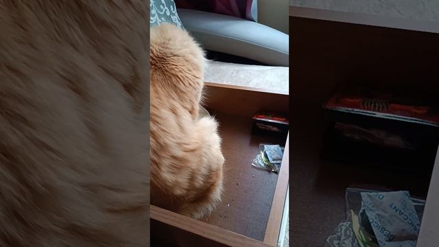 Помощница 😻