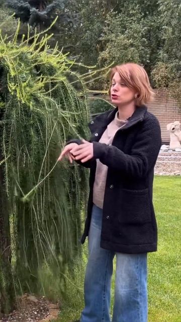 Лиственница на штамбе смотреть онлайн