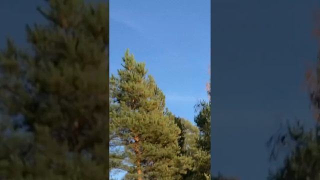 Ну, заяц, погоди! Well, hare, wait! #animals #travel #шутка #швеция #нуп? смотреть онлайн