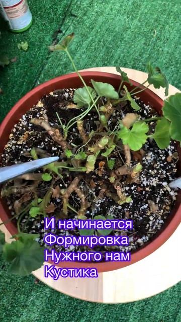 Уход за геранью смотреть онлайн