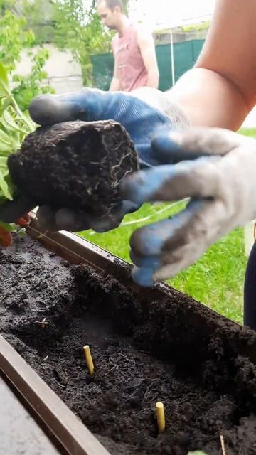 Садим Петунию 🌺👍 смотреть онлайн