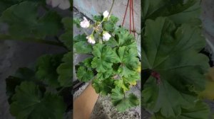 ТиМ Летучий Голландец