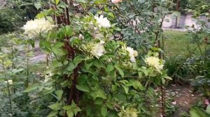 Сен-но-казе клематіс Sen-no-kaze clematis Київ 2024