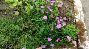 Гвоздика-травянка