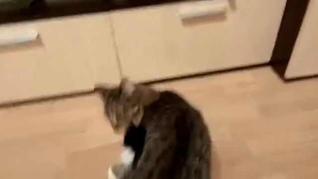 11.01.2019 - Котик Коржик нашел дом! (видео из дома) смотреть онлайн