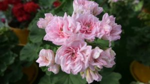 ЮВ Баронесса