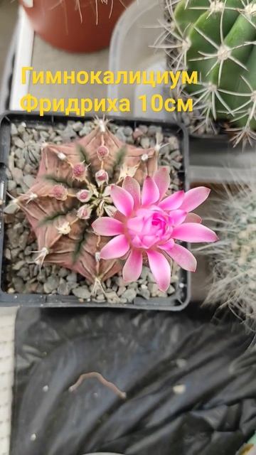 гимнокалициум Фридриха 10см смотреть онлайн
