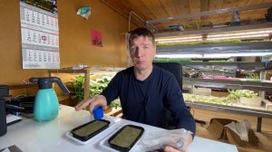 Учимся выращивать микрозелень дома. Урок 1. Брокколи