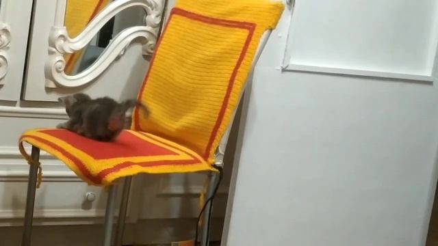 ЗАБАВЫ КОТЕНКА ИЗ АРХИВА. смотреть онлайн