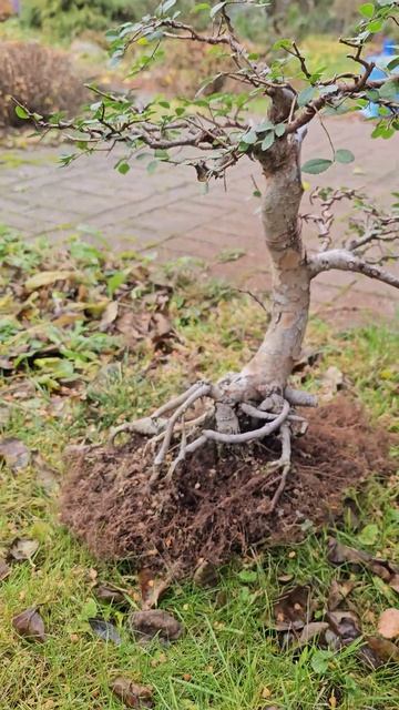 Вяз китайский в процессе пересадки #бонсай #вяз #перес? смотреть онлайн