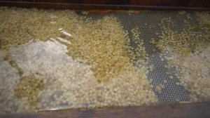 Инкубация икры форели продолжается.