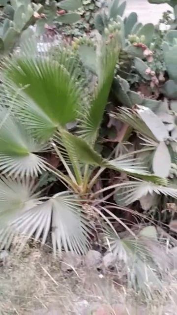 Израиль.Опунция,алоэ смотреть онлайн