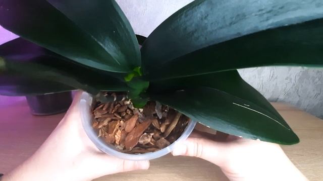 Как понять, понравилась ли орхидее пересадка? смотреть онлайн